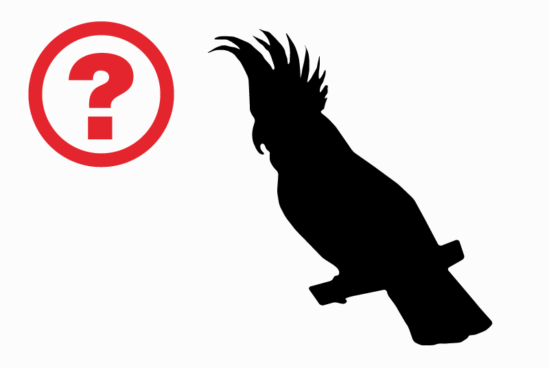 Disappearance alert Bird Male , 21 years Canet France