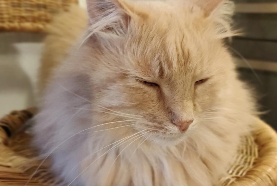Avviso scomparsa Gatto Maschio , 14 anni Combaillaux Francia Avviso scomparsa Gatto Maschio , 14 anni Combaillaux Francia