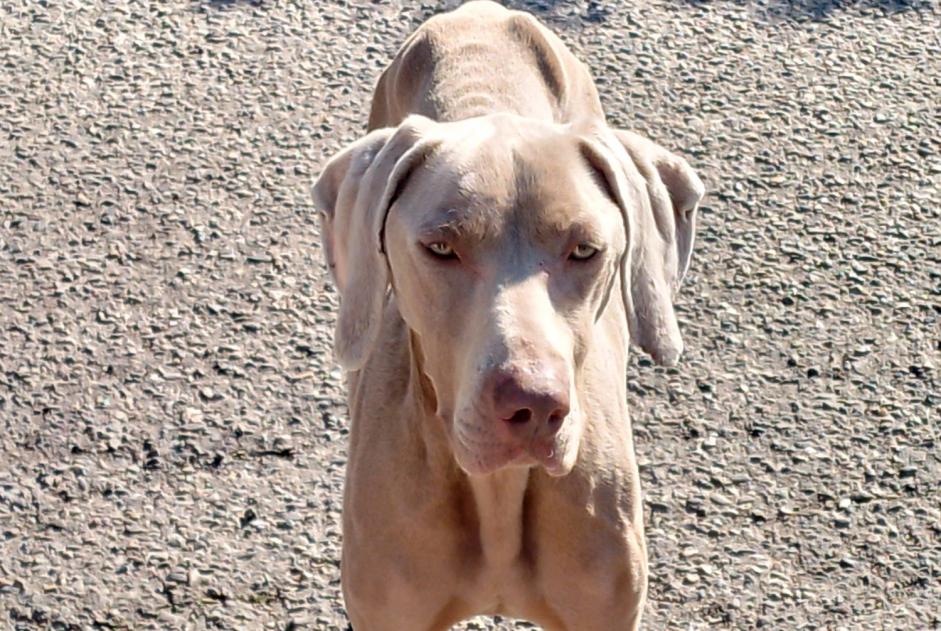 Ontdekkingsalarm Hond  Mannetje Servian Frankrijk