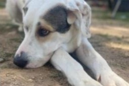 Verdwijningsalarm Hond rassenvermenging Vrouwtje , 4 jaar Saint-Geniès-des-Mourgues Frankrijk