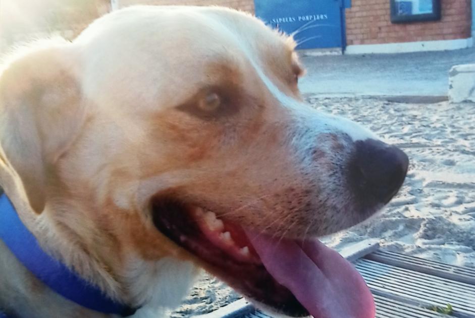 Verdwijningsalarm Hond  Mannetje , 13 jaar Puilacher Frankrijk