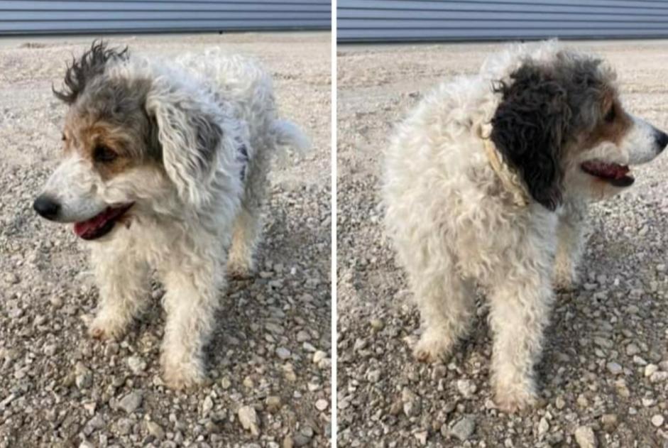 Verdwijningsalarm Hond rassenvermenging Mannetje , 8 jaar Thézan-lès-Béziers Frankrijk