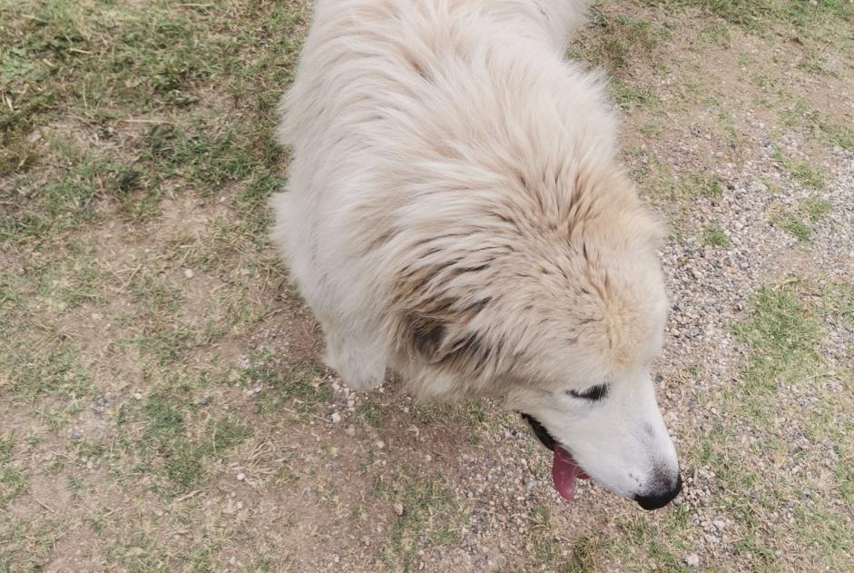 Alerta descoberta Cão Macho Sérignan France