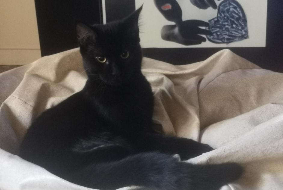 Alerta desaparecimento Gato cruzamento Fêmea , 1 anos Gigean France
