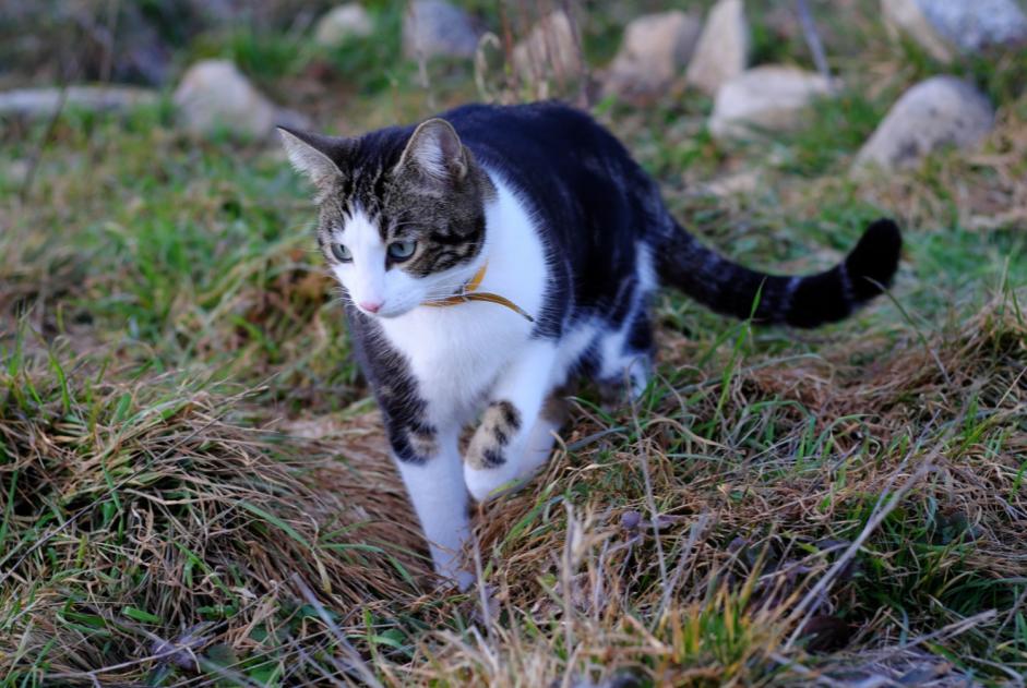 Alerta desaparecimento Gato Macho , 2 anos Le Crès France