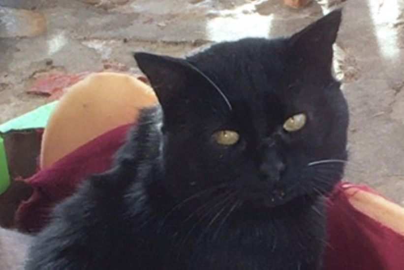 Alerta desaparecimento Gato Macho , 4 anos Clermont-l'Hérault France
