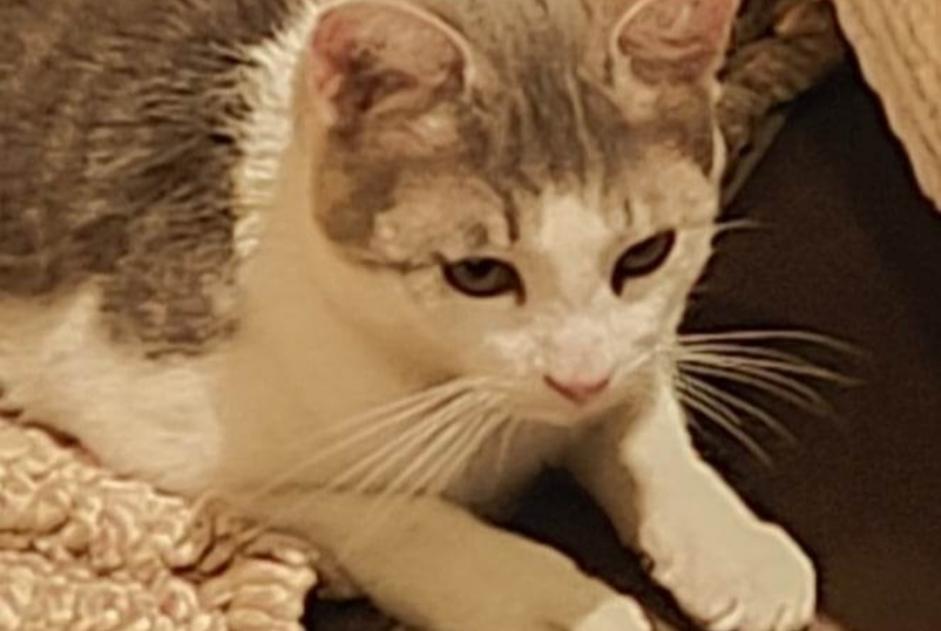 Alerta descoberta Gato Macho Agde France