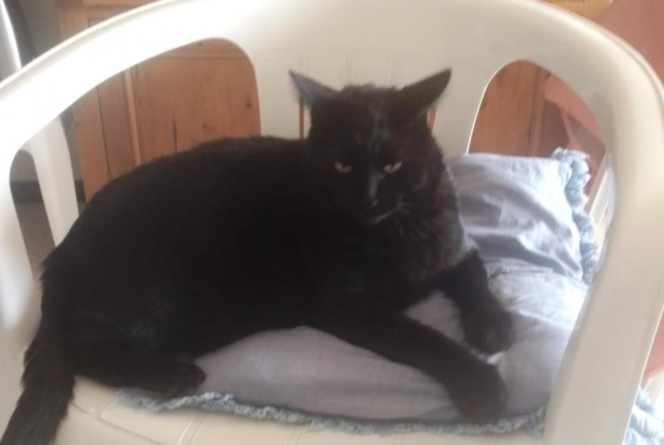 Alerta descoberta Gato Fêmea Mauguio France